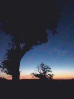 Boom bij zonsondergang – sfeerbeeld natuur